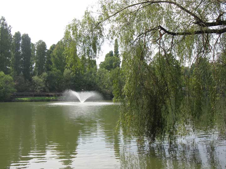Lake and willow tree